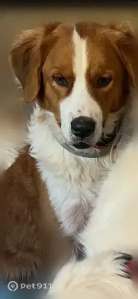 Lost dog, male, Horsehead Road, 1290, Lugoff — friendly - photo