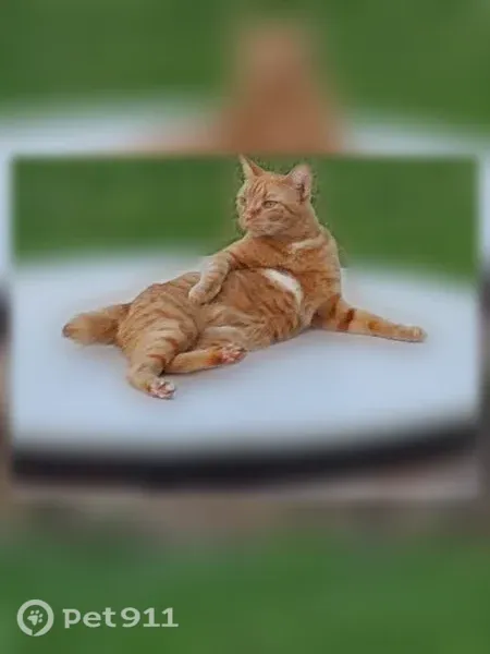Lost cat, 4th Avenue Drive West, 4317, Memphis, Palmetto — male, no collar - photo