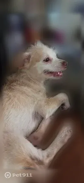 Lost dog, Pitcairn Street, 3184, San Diego — very small female dog - photo