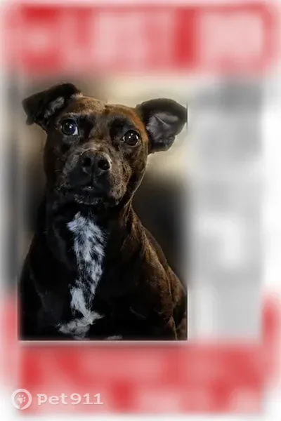 Lost dog, Melrose Street, 1987, Arlington — black mini Lab-pointer mix - photo