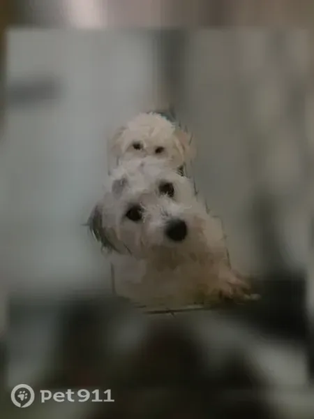 Lost male dog, Virgo Street, 7838, Jacksonville — 11 months old - photo