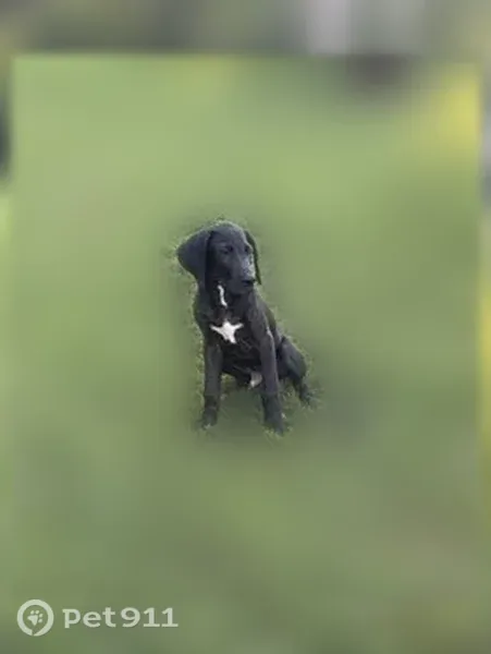 Lost male dog, Lesmil Road, 1207, Wellston, Coalton — 4 months old - photo