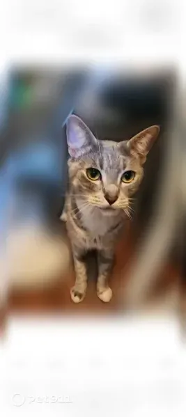 Lost female cat, Van Buren Street, 15261, Midway City, Los Angeles — white paws and rhinestone collar - photo