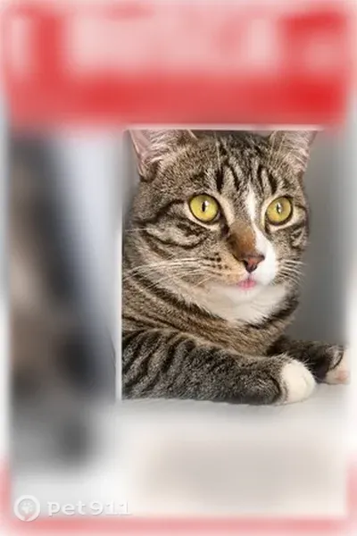 Lost cat, male, East Willard Street, 718, Manhattan — understands Spanish - photo