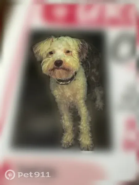 Lost female dog, South Carolina 246, 4802, Hodges, Hodges — one blue eye and one brown eye - photo