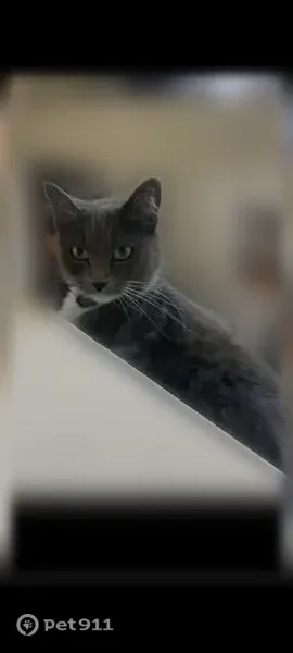Lost female cat, San Blanco Drive, 1317, Salinas — grey with white fur - photo