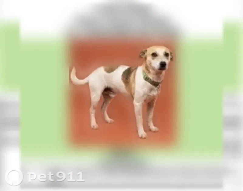 Lost Dog, Pearsall, Texas, Austin — male - photo