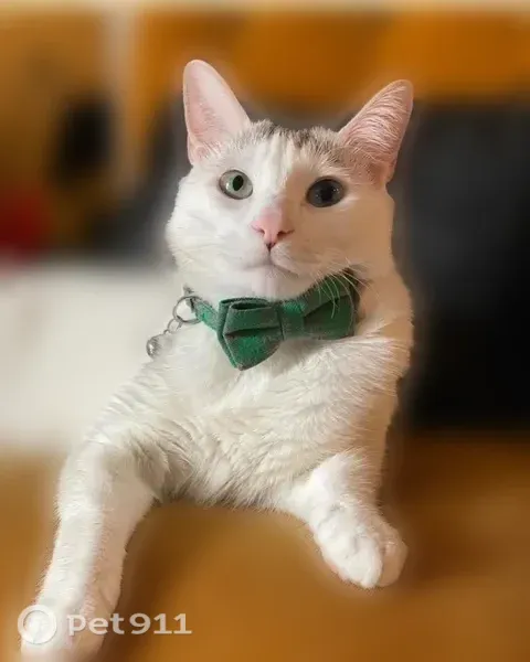 Lost cat, Angelina Bend Drive, 1508, Denton, Fort Worth — male with one green and one blue eye - photo
