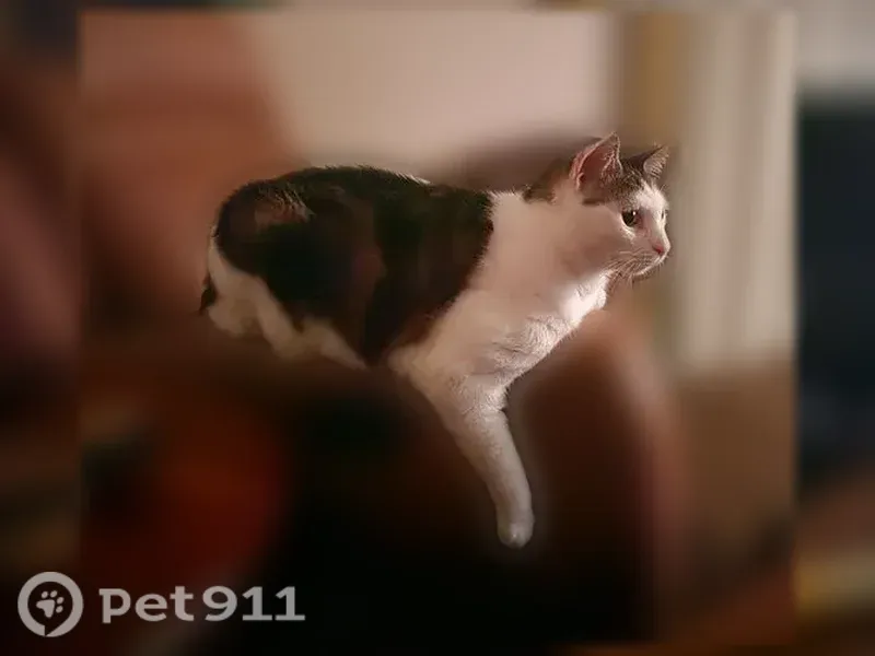 Lost male cat, Staplehurst Drive West, 8335, Jacksonville — 16-pound white tabby mix - photo