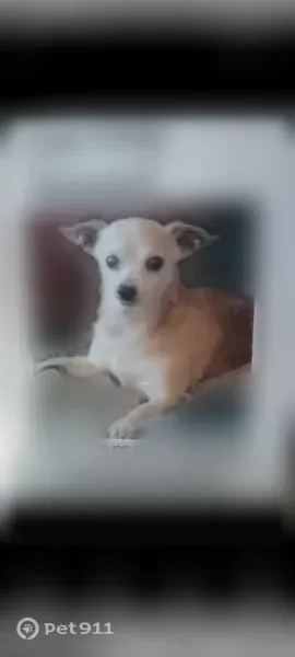 Lost Dog, East Oak Street, 537, Stockton, Sacramento — male - photo