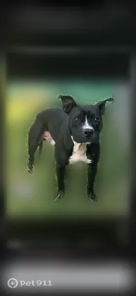 Lost dog, Summercreek Drive, Spartanburg — male black American Pitbull - photo