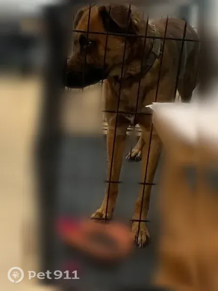 Lost male dog, Timrod Road, 2927, Bethune — light brown coat - photo