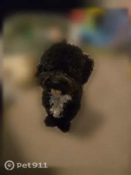 Lost Dog, Scott Street, 8635, Houston — small male dog with a white chest - photo