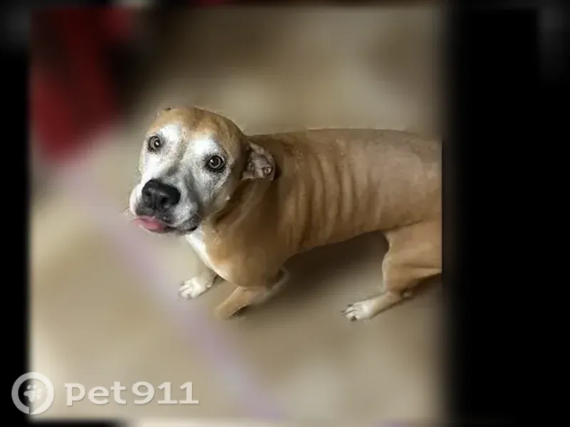 Lost dog, Harvard Lane, 5403, Killeen, Schertz — female; gate left open - photo