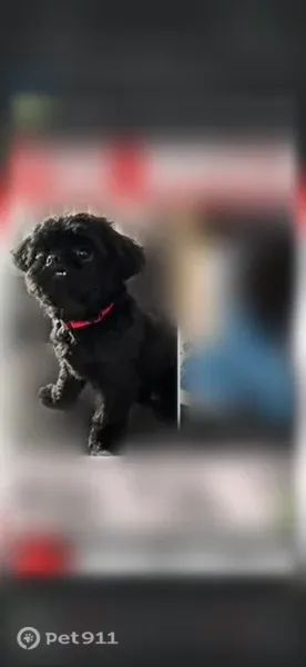 Lost dog, East Yale Avenue, 8400, Denver — little black Shih Tzu - photo