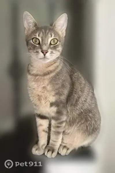 Lost female cat, Watlington Drive, 1839, Charlotte — gray/beige coat, green eyes - photo