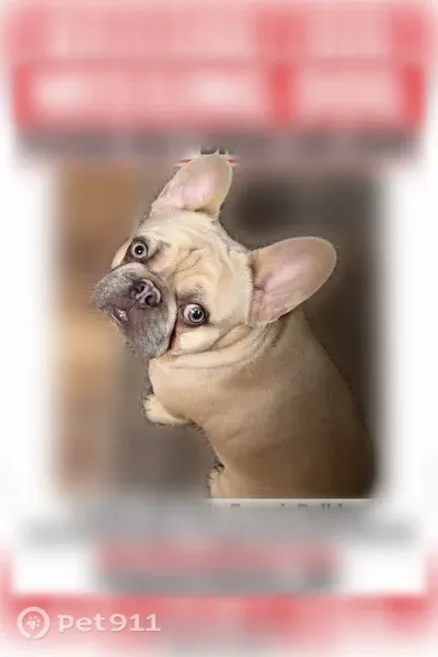 Lost Dog, Bowling Road, 1709, Fuquay-Varina, Fuquay-Varina — male, all tan - photo