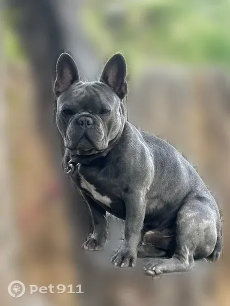 Lost dog, Kingston Street, 338, Aurora — male with a rose-colored collar - photo
