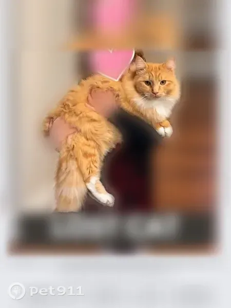 Lost cat, Lowell Circle, 7070, Anchorage — male with white toes - photo