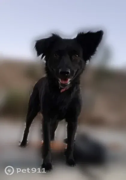 Lost female dog, Kodiak Drive, 30, Basalt, Aurora — small black mixed breed - photo