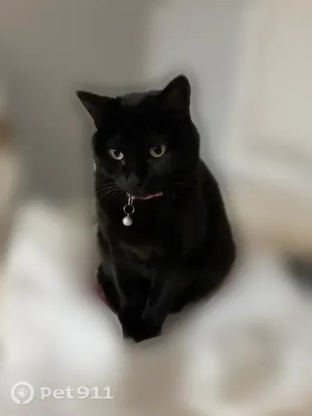 Lost male cat, West La Mancha Avenue, 9440, Las Vegas — black cat with a bell collar - photo