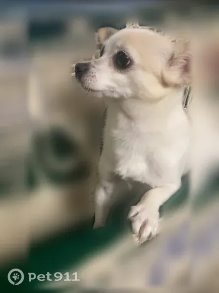 Lost female dog, Beachy Avenue, 9507, Los Angeles — small with white fur - photo