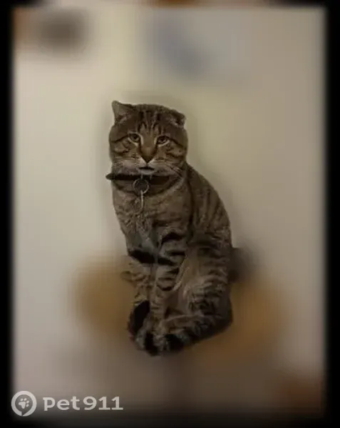 Lost male cat, North Frontage Road, 1530, Palatine — missing part of one ear - photo