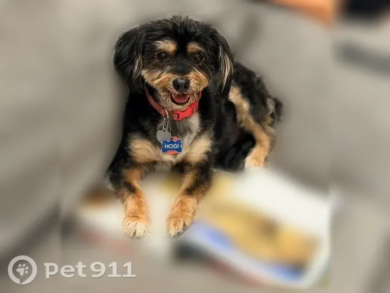 Lost female dog, Preserve Parkway North, 5000, Greenwood Village — small and black with tan and cream markings - photo