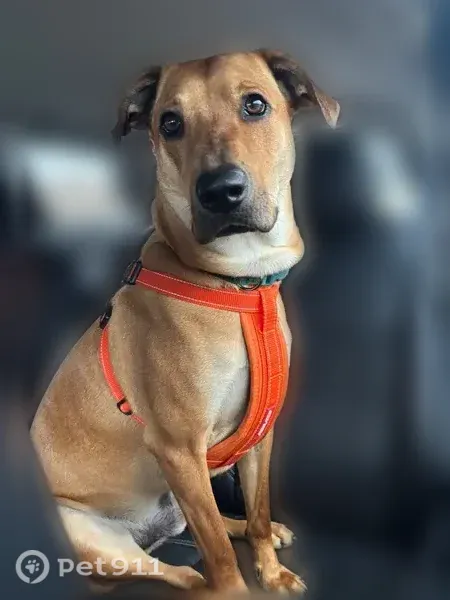 Lost dog, Decatur, Tennessee, Cleveland — male, mixed with Great Dane and Labrador - photo