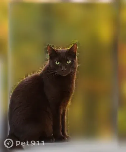 Lost cat, Stone Creek Drive, 464, Hull — male with green eyes - photo