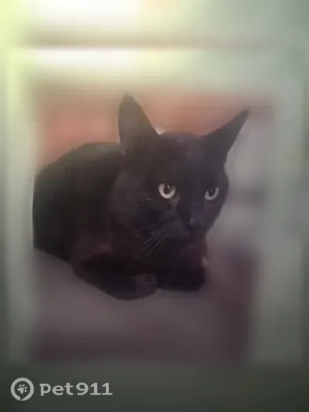Lost male cat, Mc Elheny Road, Antioch — black coat and light green eyes - photo