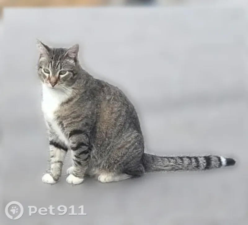 Lost cat, Houston Street, 2822, Fort Smith — white chest and feet - photo