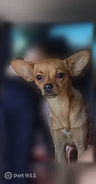 Lost female dog, Porterville — small, brown, with big ears - photo