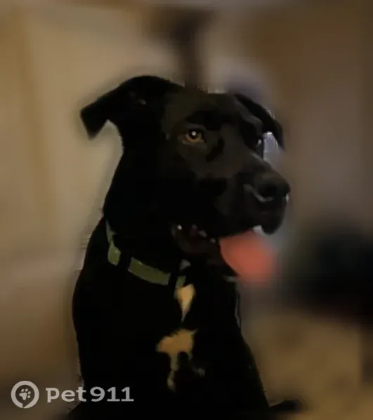 Lost male dog, Troy Built Drive, 155, Woodruff — black with white chest and toes - photo