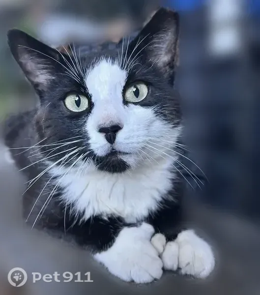 Lost cat, Pheasant Run Road, Town of Putnam Valley, Shrub Oak — male with extra toes and green eyes - photo