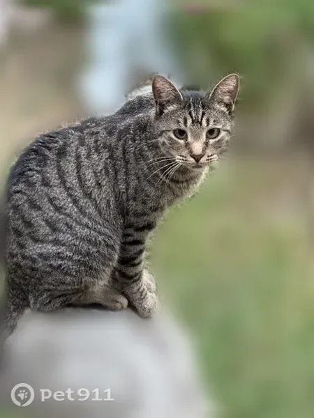 Lost cat, Harlingen Street, 3926, Dallas, Grand Prairie — female grey tabby with green eyes - photo