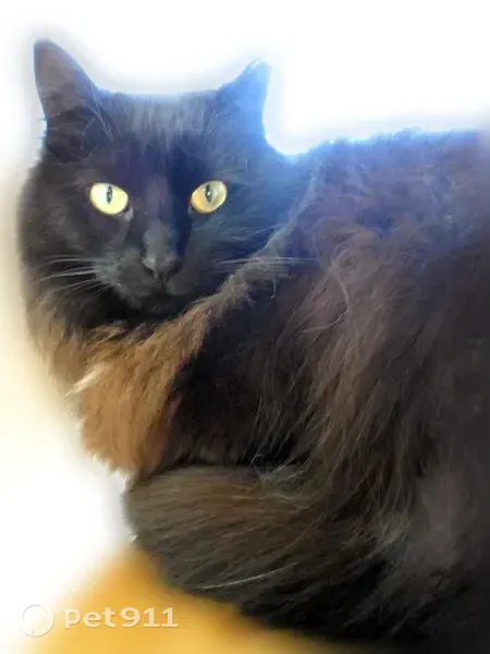 Lost cat, female, 20th Street North, Wisconsin Rapids — long-haired black cat with a white chest - photo