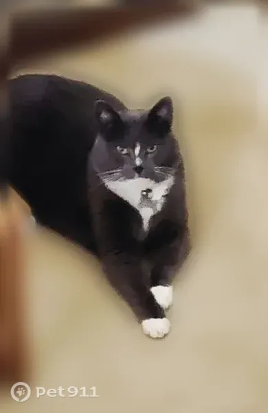 Lost cat, Spyglass Trail West, 1940, Oxnard — male with white paws - photo