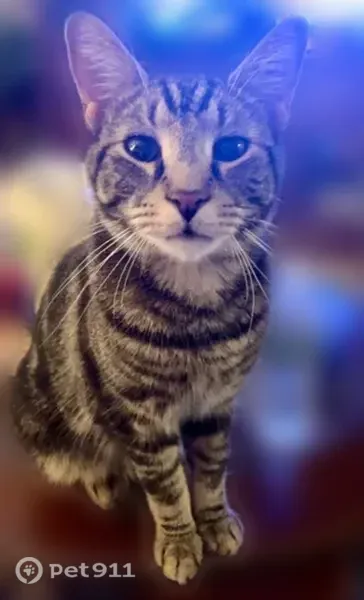 Lost male cat, Den Quarry Road, Lynn, Arlington — gray, black and white striped coat - photo