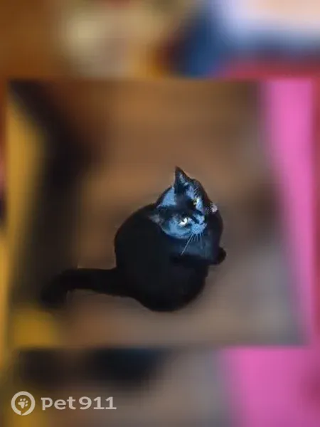 Lost cat, East 5th Street, 3530, Silver Springs — black male missing since Monday - photo