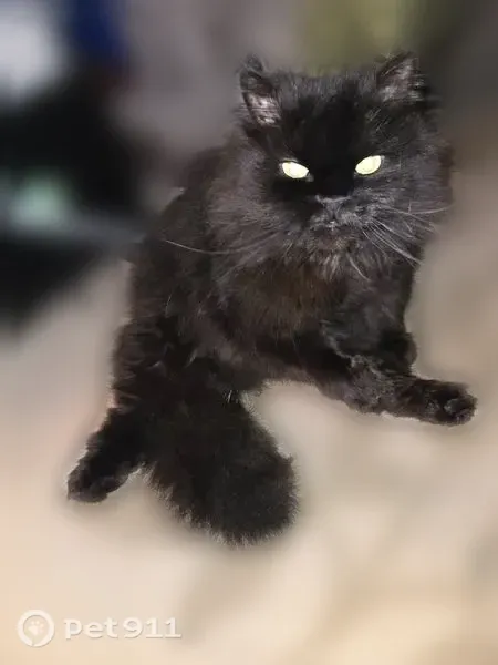 Lost Cat, South 348th Street, 914, Federal Way — male with yellow eyes - photo