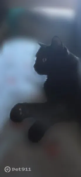 Lost Cat, Dijon Court, 28737, Menifee — black long-haired male cat - photo