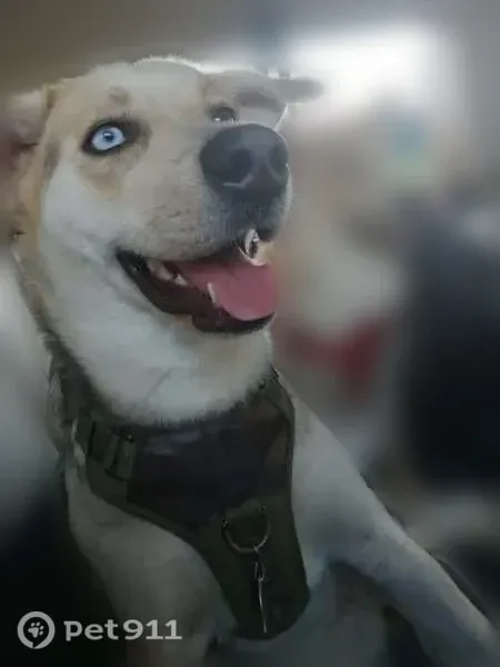 Lost dog, West Montebello Avenue, 6943, Glendale — female with mismatched eyes - photo