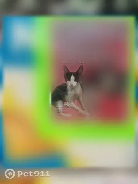 Lost cat, Esperanza Avenue, 126, Long Beach — 4-month-old female - photo