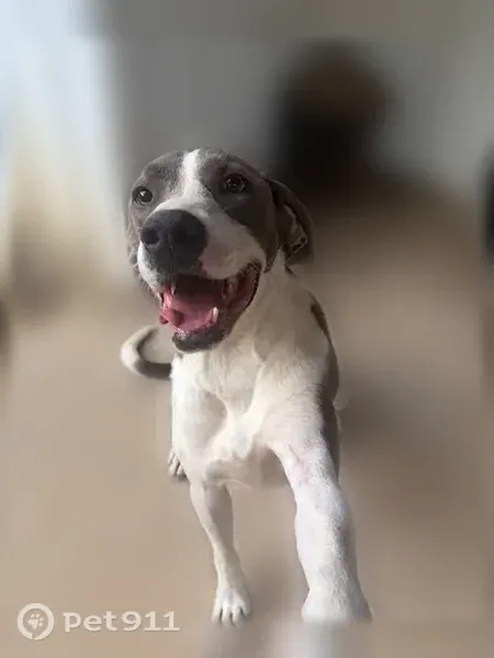Lost dog, Highway 47, 710, Columbiana — male with huge floppy ears - photo