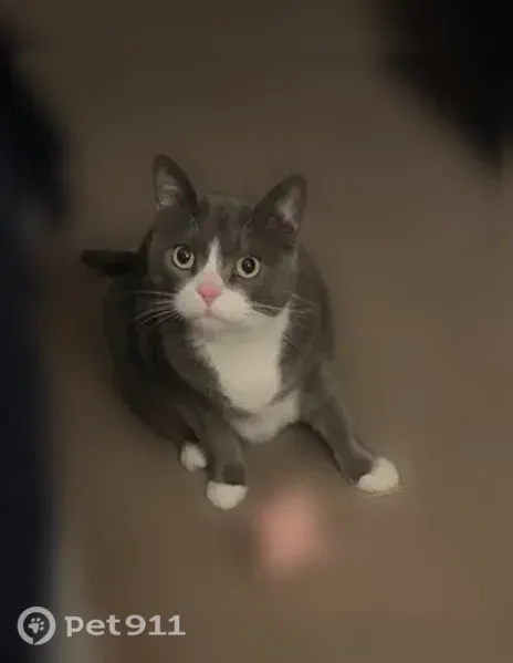 Lost cat, Fairmont Avenue, 16, Patchogue, Washington — female, gray and very friendly - photo