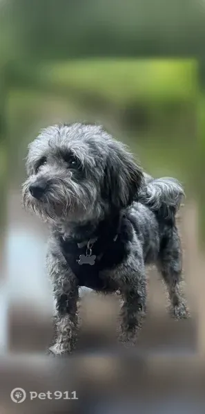 Lost dog, Red Lion Road, 240, Southampton Township, Blackwells Mills — female with black and gray fur - photo