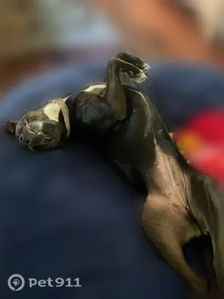 Lost female dog, Barco, North Carolina, Moyock — friendly black Lab mix - photo