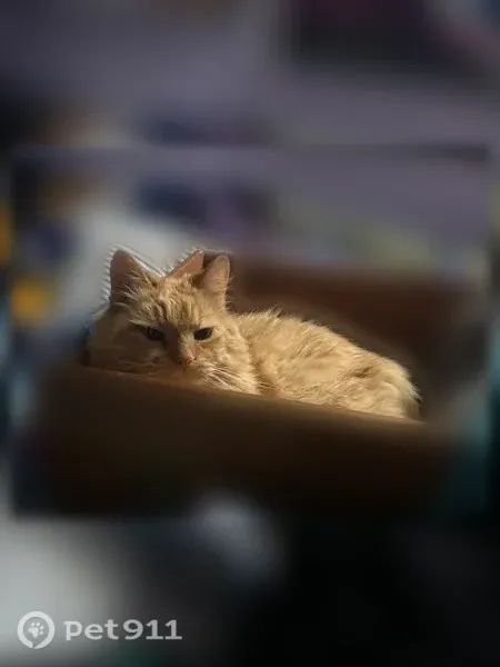Lost male cat, Ossipee Trail, 592, Limington, Cornish — elderly with green eyes - photo