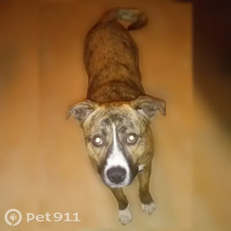Lost dog, Gin Road, 385, Michie — male brindle pit bull named Hank - photo